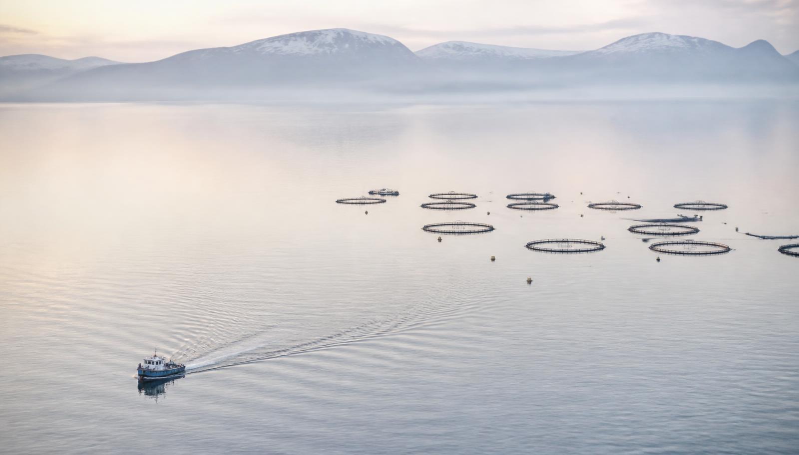 Havbruksanlegg i norsk fjord ved daggry